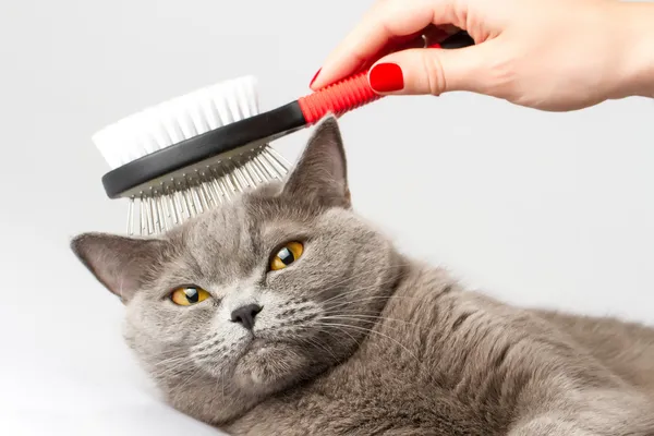 Mulher penteando gato britânico no fundo branco — Fotografia de Stock