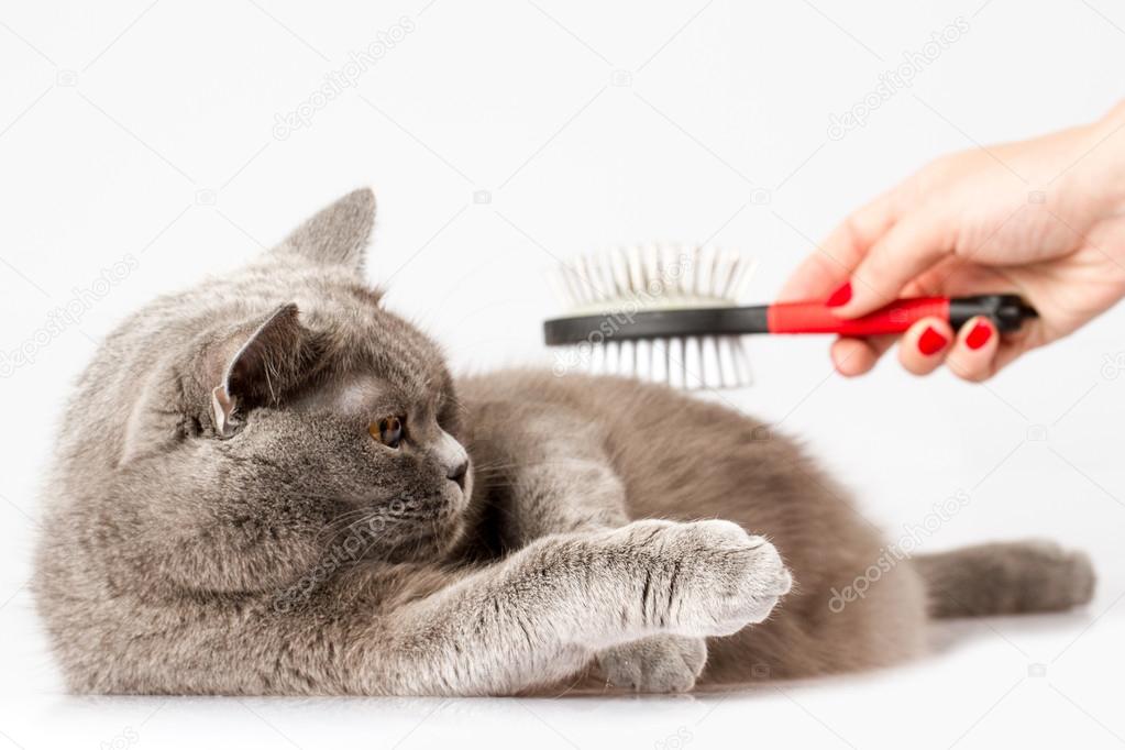 woman combing British cat on white background