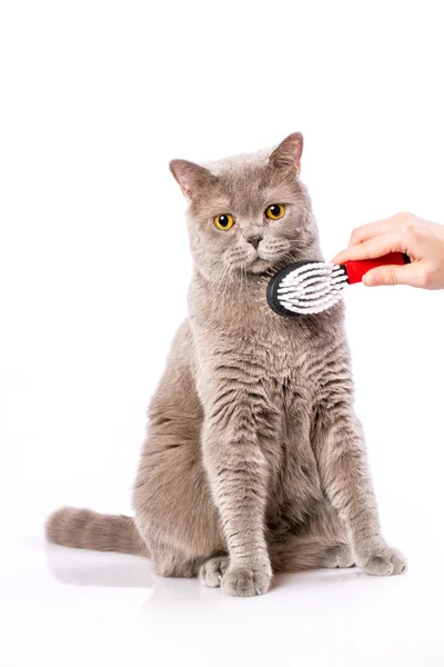 Woman combing British cat on white background — Stock Photo, Image