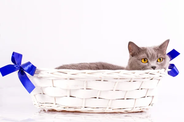 Die Katze liegt in einem Korb auf weißem Hintergrund — Stockfoto