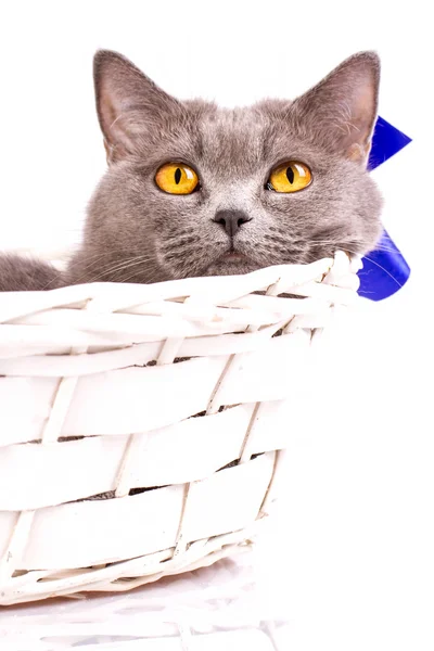 The cat is lying in a basket on a white background — Stock Photo, Image