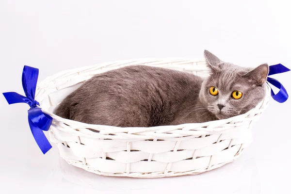 The cat is lying in a basket on a white background