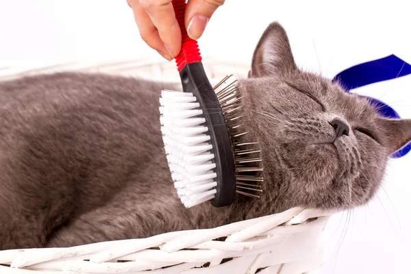 Mulher penteando gato britânico no fundo branco — Fotografia de Stock