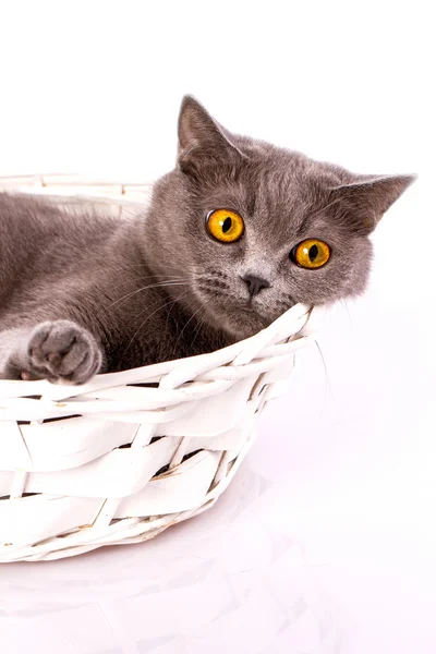 Die Katze liegt in einem Korb auf weißem Hintergrund — Stockfoto
