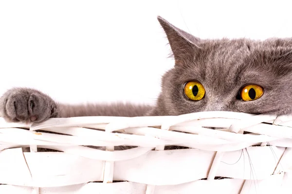 O gato está deitado em uma cesta em um fundo branco — Fotografia de Stock