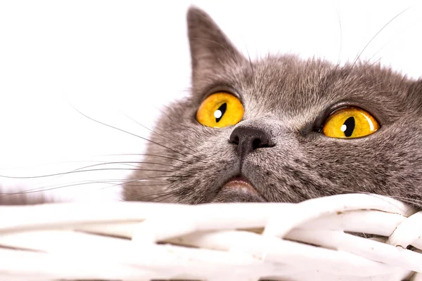 The cat is lying in a basket on a white background — Stock Photo, Image