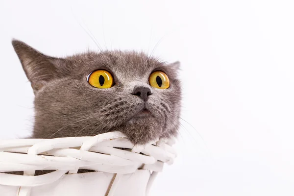 O gato está deitado em uma cesta em um fundo branco — Fotografia de Stock