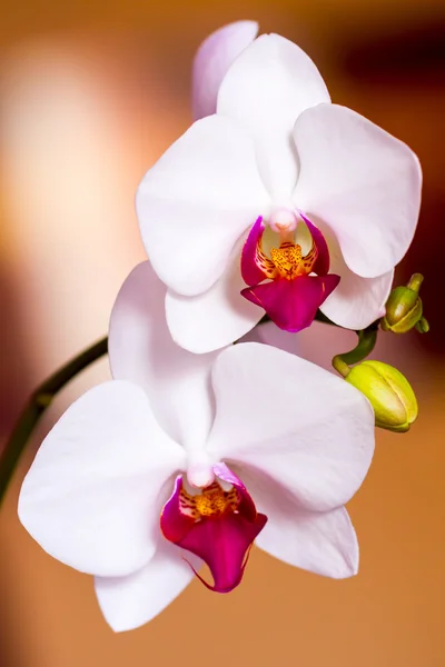 Deux fleurs blanches d'orchidée — Photo