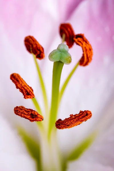 Lirio rosa con estambres y pistilo — Stockfoto