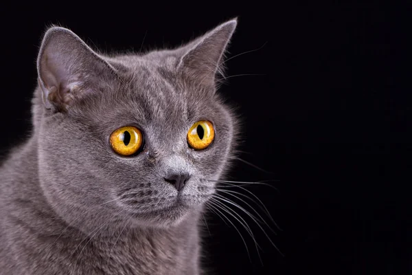 Gato britânico em um fundo preto — Fotografia de Stock