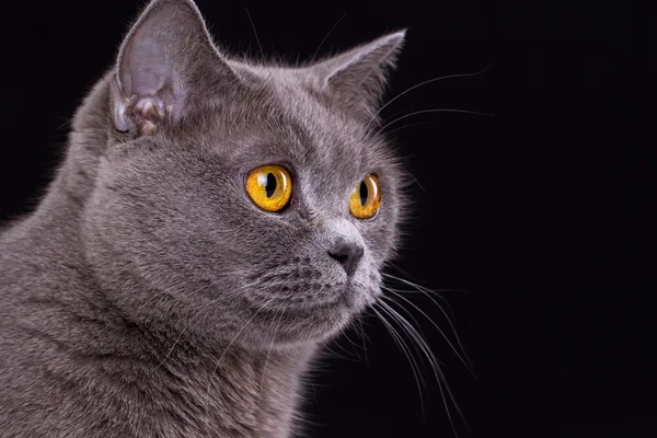 Gato británico sobre un fondo negro —  Fotos de Stock