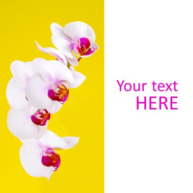 Sarı zemin üzerine beyaz orkide