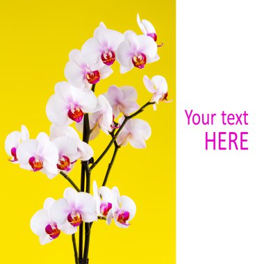 Sarı zemin üzerine beyaz orkide