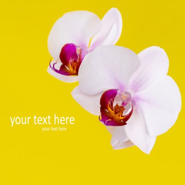Sarı zemin üzerine beyaz orkide
