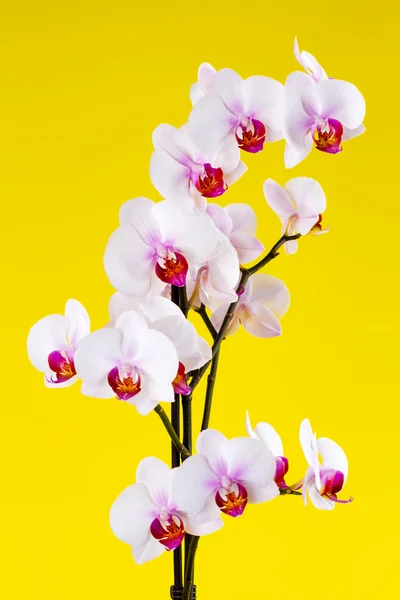 White orchid on yellow background — Stock Photo, Image