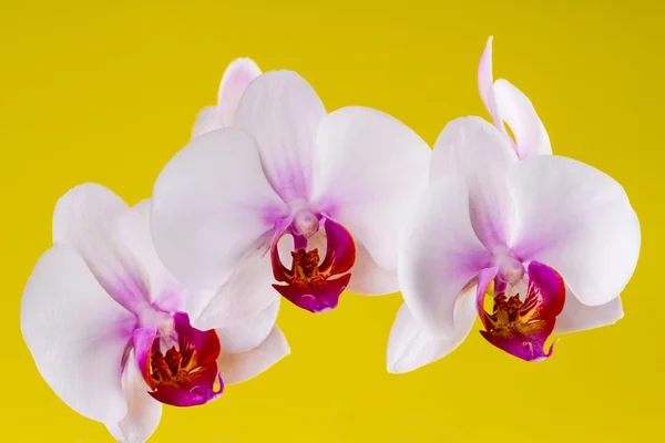 Orquídea branca no fundo amarelo — Fotografia de Stock
