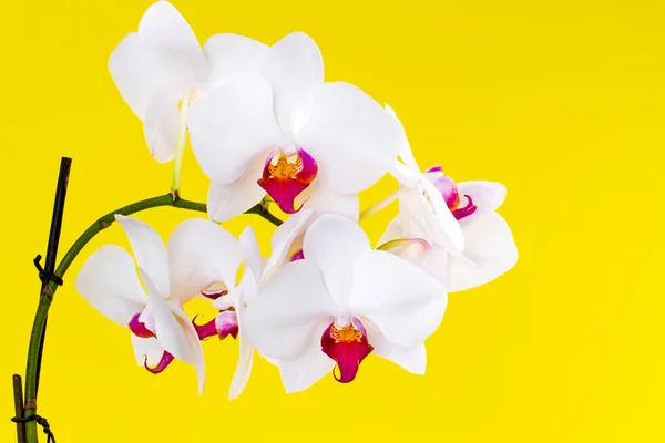 White orchid on yellow background — Stock Photo, Image