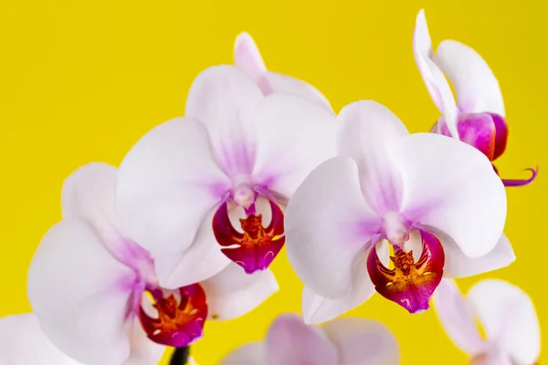 Orchidée blanche sur fond jaune — Photo