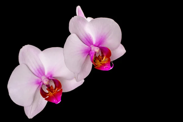 Orchidée blanche sur fond noir — Photo