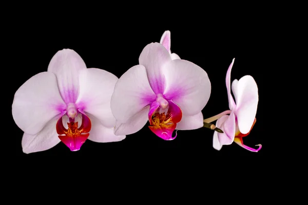 White orchid on a black background — Stock Photo, Image