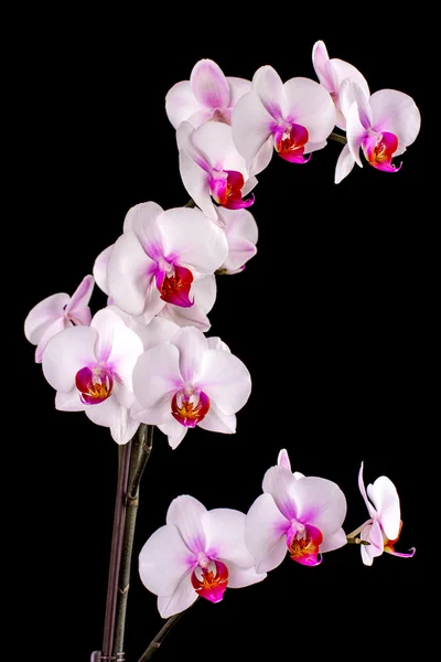 Orquídea branca em um fundo preto — Fotografia de Stock