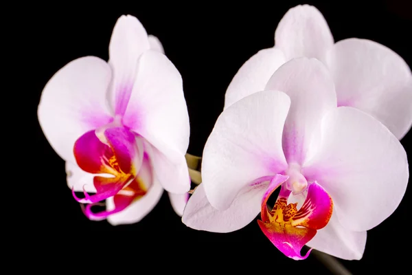 Orquídea branca em um fundo preto — Fotografia de Stock
