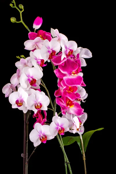 White orchid on a black background — Stock Photo, Image