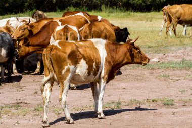 sığır mera üzerinde