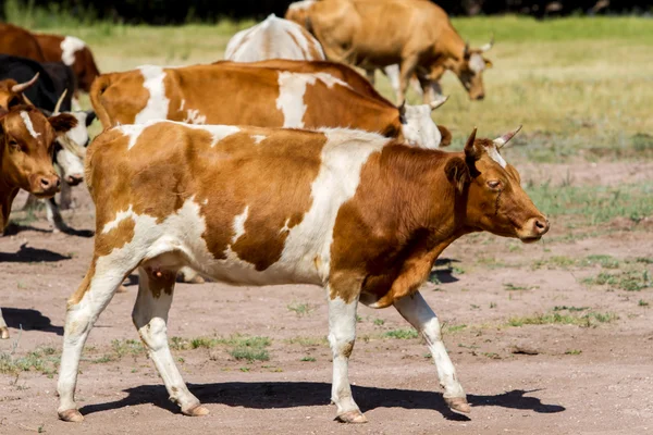 牧草地で牛 — ストック写真