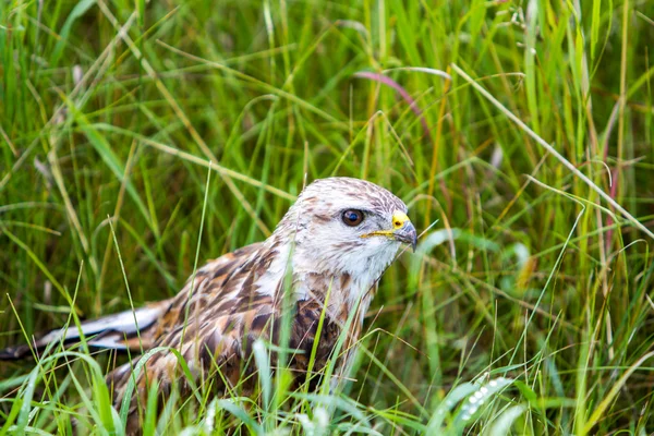 Buzzard comum — Fotografia de Stock