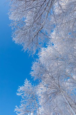 Güzel huş ağaçlarının manzarası, dipten yukarısı. Mavi gökyüzüne giden çizgilerin perspektifi.