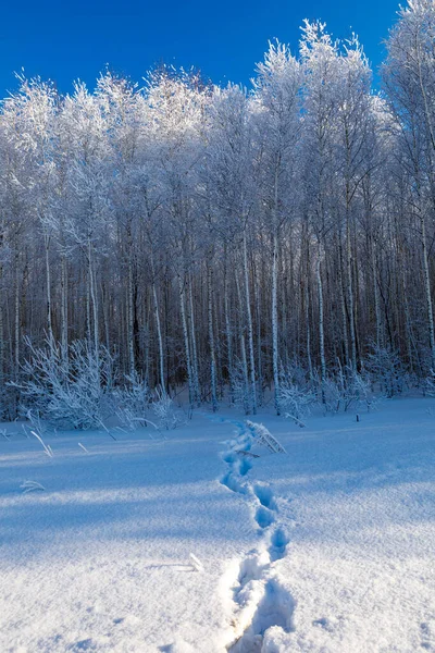 Los Árboles Cubiertos Nieve Escarcha Contra Cielo Azul Claro Día —  Fotos de Stock
