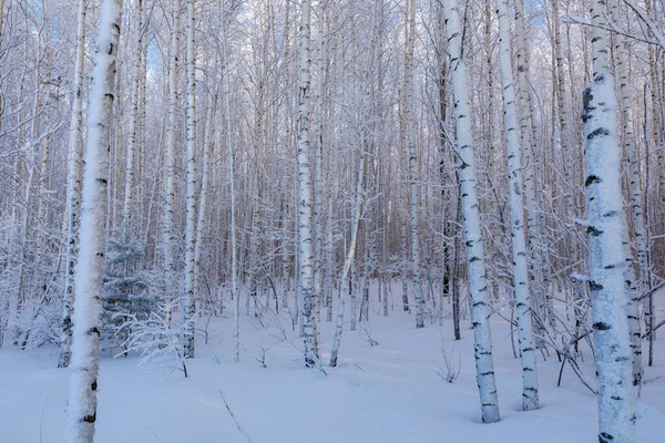 Ośnieżone Drzewa Szronu Przeciw Błękitne Niebo Jasny Zimowy Dzień Lesie — Zdjęcie stockowe