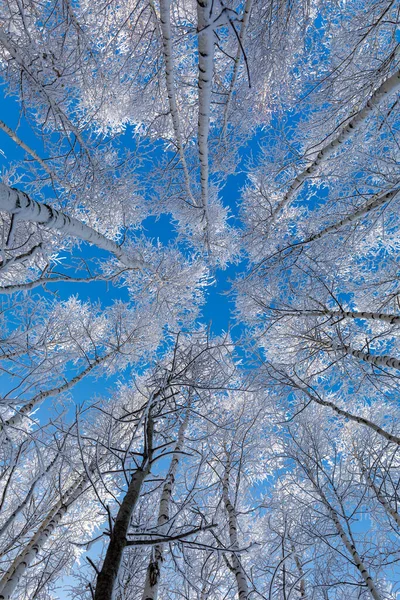 Tájkép Gyönyörű Nyírfa Erdő Alulról Felfelé Néző Kék Felé Tartó — Stock Fotó