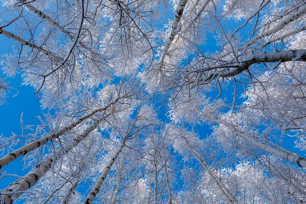 Tájkép Gyönyörű Nyírfa Erdő Alulról Felfelé Néző Kék Felé Tartó — Stock Fotó