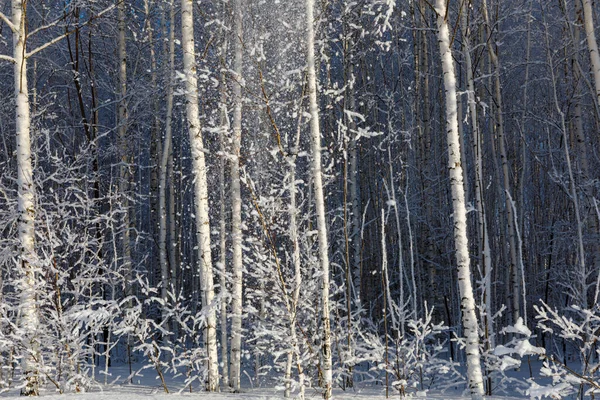 Bosque Abedul Con Heladas Los Árboles —  Fotos de Stock