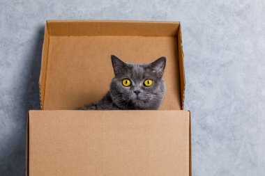 Evdeki karton kutudan gizlice bakan sevimli gri kedi, yakın plan.