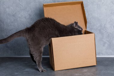 Gri kedi ön pençeleriyle kutunun içine süründü. Şekerleme arıyorum. Gri duvarlar.