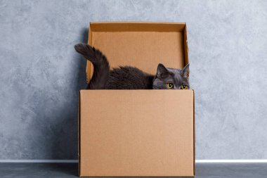Evdeki karton kutudan gizlice bakan sevimli gri kedi, yakın plan.