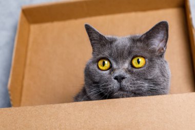 Evdeki karton kutudan gizlice bakan sevimli gri kedi, yakın plan.