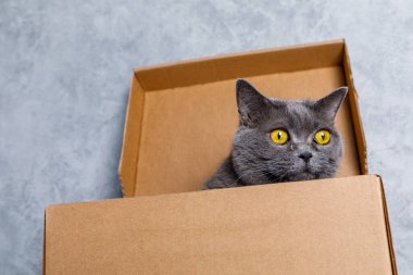 Evdeki karton kutudan gizlice bakan sevimli gri kedi, yakın plan.