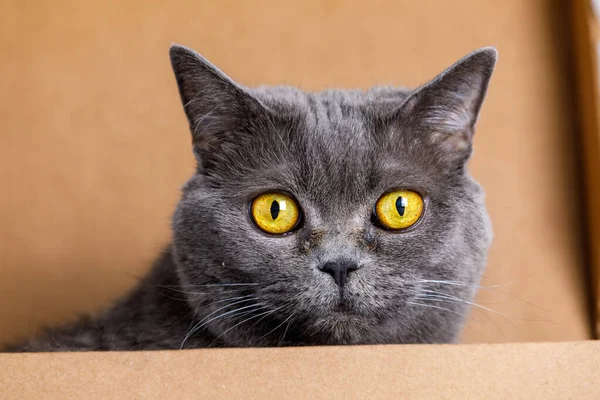 Cute Gray Cat Peeking Out Cardboard Box Home Close — Stock Photo, Image