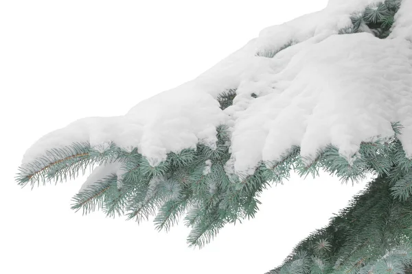 Modrý Smrk Větev Pokrytá Sněhem Izolované Bílém Pozadí — Stock fotografie