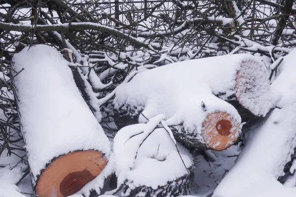 Řezaný Strom Kmen Ročními Kroužky Větvemi Ležícími Dvoře Pod Sněhem — Stock fotografie