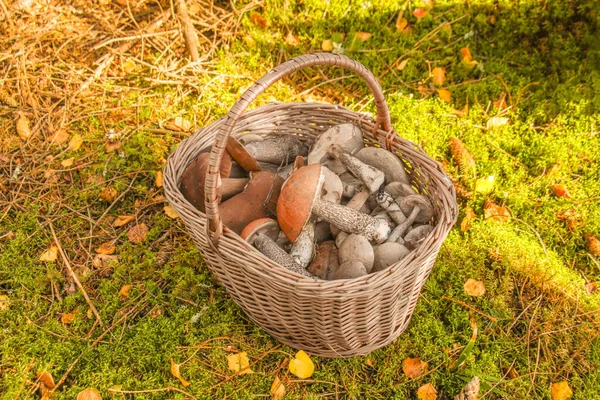 Weidenkorb Gefüllt Mit Pilzen Auf Grünem Moos Herbstwald — Stockfoto