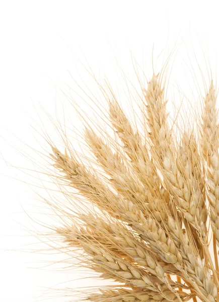 Ripe ears of barley isolated on white — Stock Photo, Image