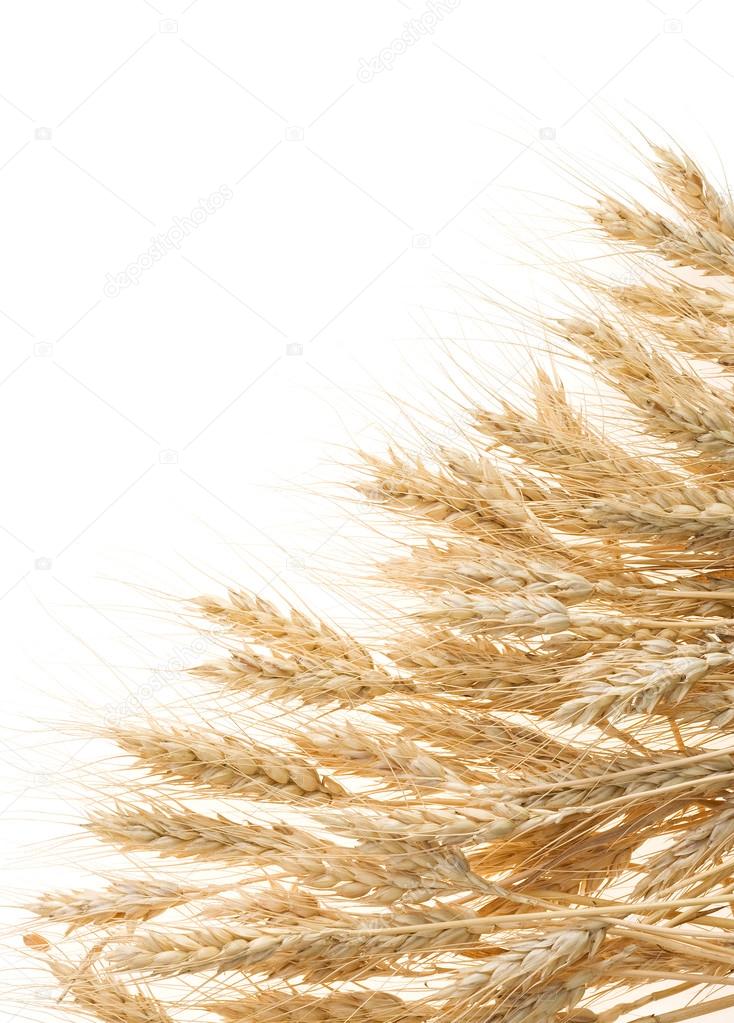 ripe ears of barley isolated on white