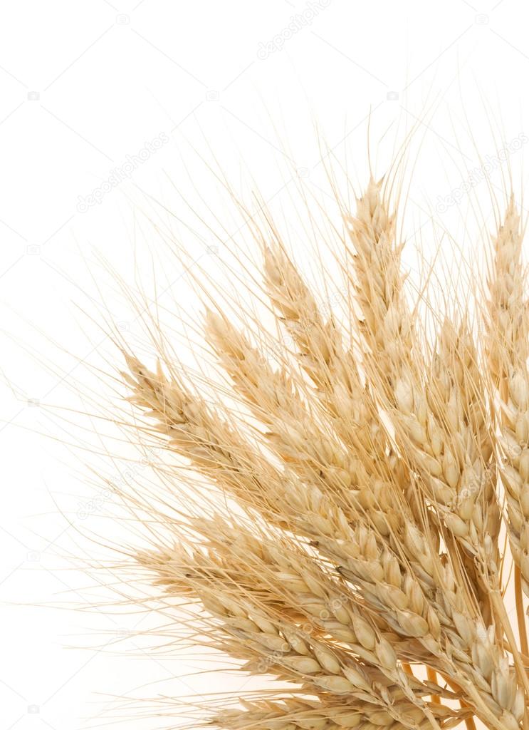 ripe ears of barley isolated on white