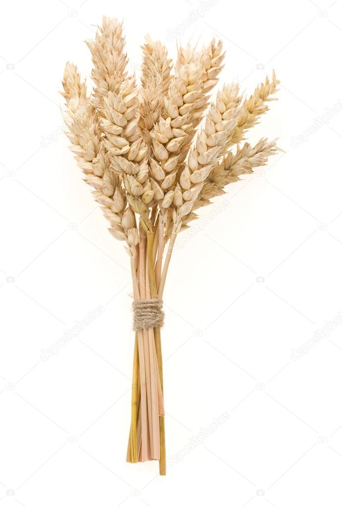 ear of wheats isolated on white