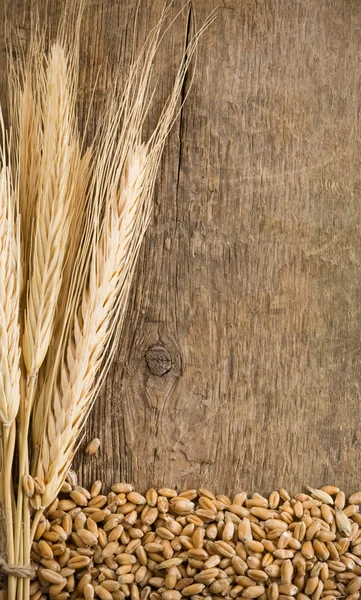 Ухо шипа и семена пшеницы — стоковое фото